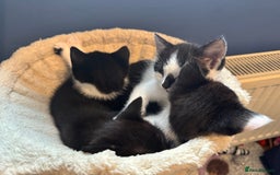 British Shorthair cats for sale: 4 British Shorthair kittens, 3 Tuxedo and 1 black - Image 4