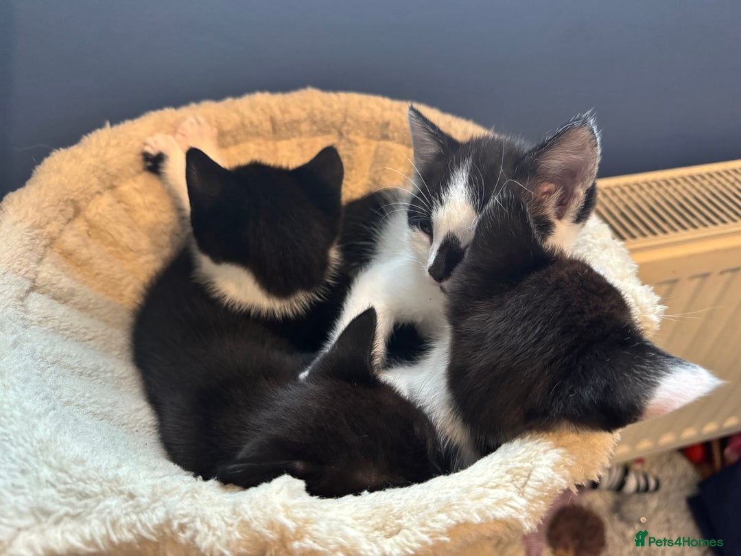 British Shorthair cats for sale: 4 British Shorthair kittens, 3 Tuxedo and 1 black - Image 4