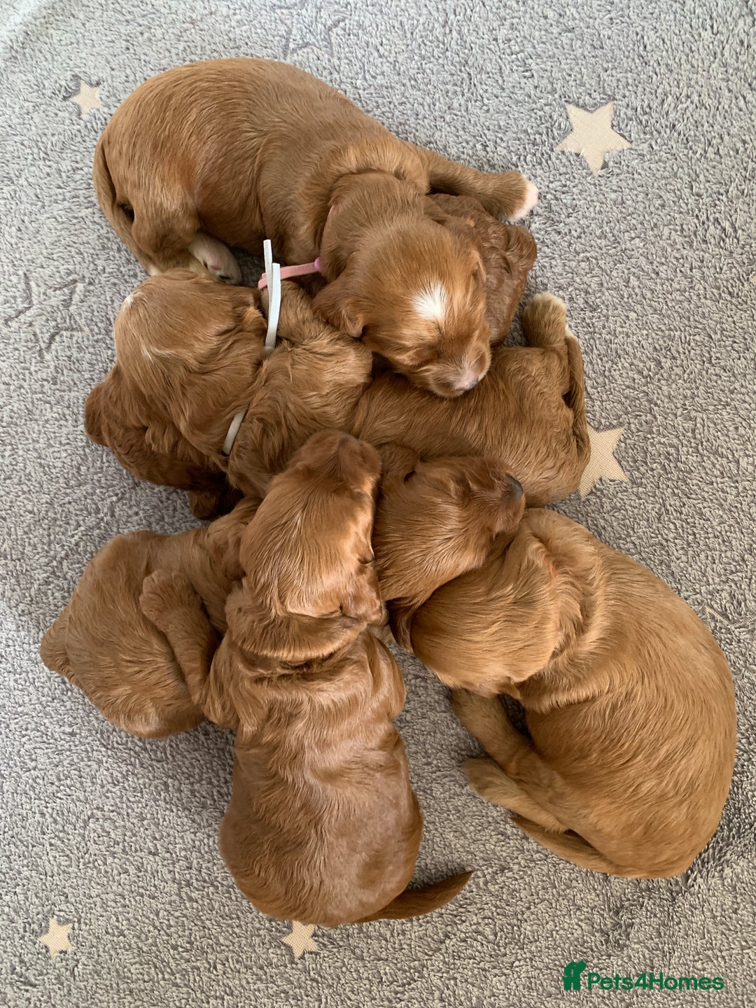 Cockapoo dogs for sale: 3 Stunning Dark Red Cockapoo Puppies - Image 9