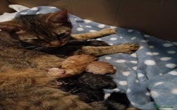 Mixed Breed cats for sale: Mixed breed kittens  - Image 6