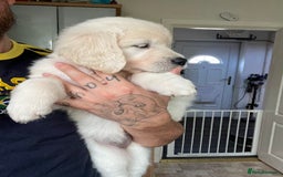 Golden Retriever dogs for sale: 5 generation KC registered pure white  - Image 13