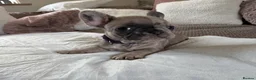 French Bulldog dogs for sale: Beautiful French Bulldog Pups - Advert 2