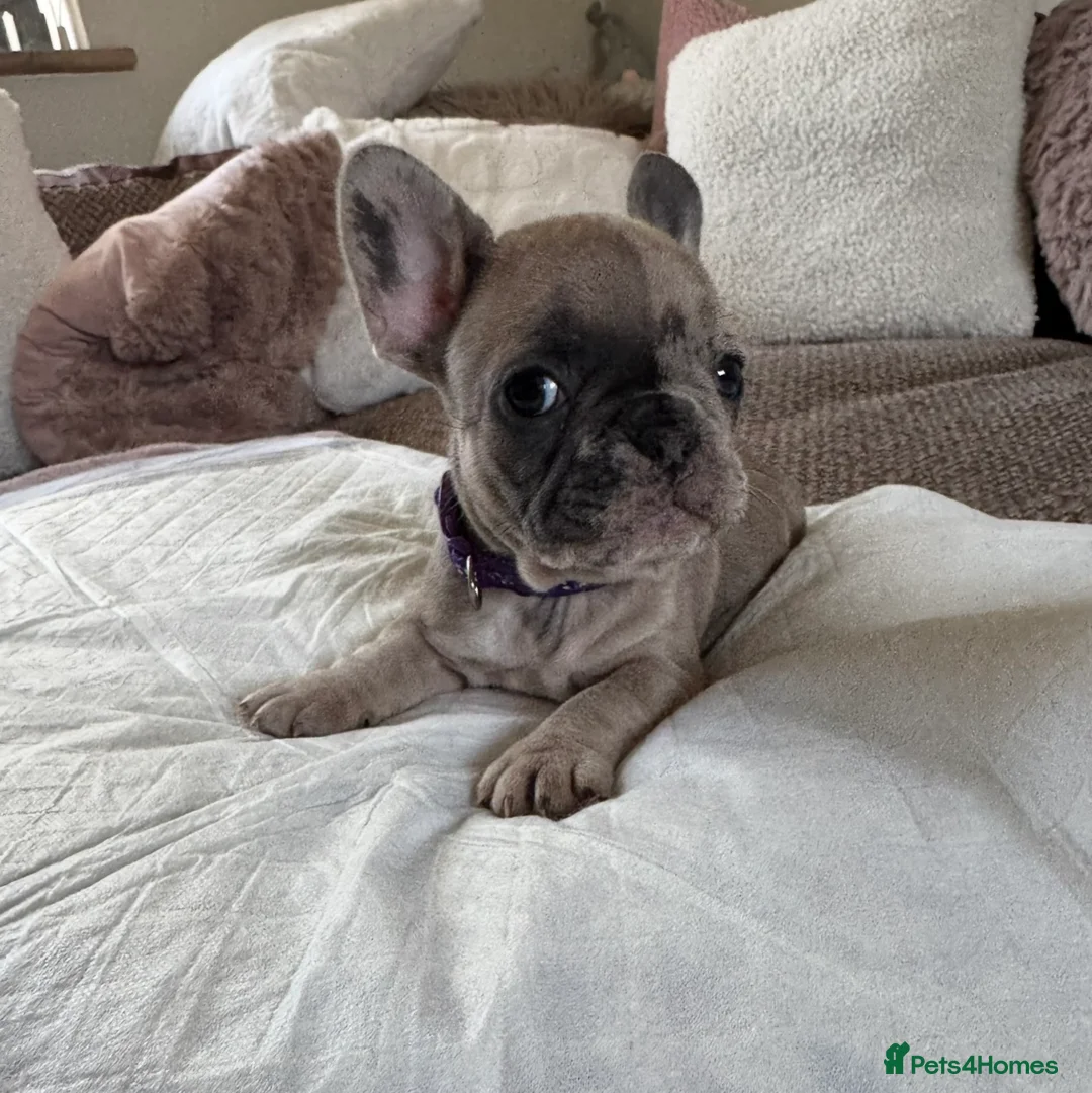 French Bulldog dogs for sale: Beautiful French Bulldog Pups - Advert 2