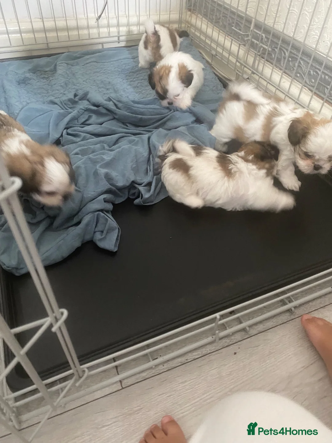 Shih Tzu dogs for sale: Hello shih tzu puppies  - Advert 2