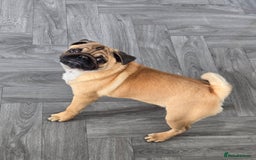 Pug dogs for sale: Stunning Apricot KC reg male pug - Image 10