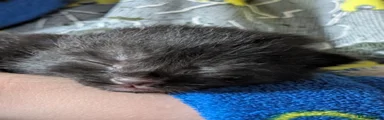 Black (With very subtle white on chest) 