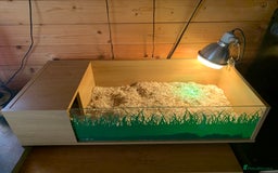 Tortoise reptiles for sale: Marginated Tortoise - Image 5