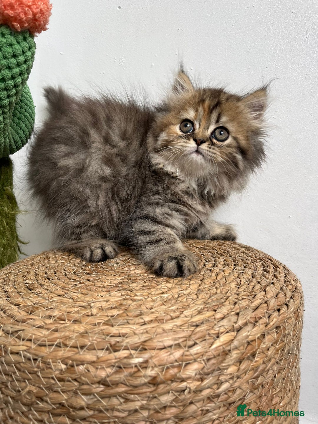 Persian cats for sale: Persian kittens for sale  - Image 12