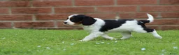 Cavapoo dogs for sale: Beautiful Cavapoo puppies for sale - Advert 33