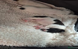 Jack Russell dogs for sale: Beautiful. Jack Russell puppies for sale - Image 3