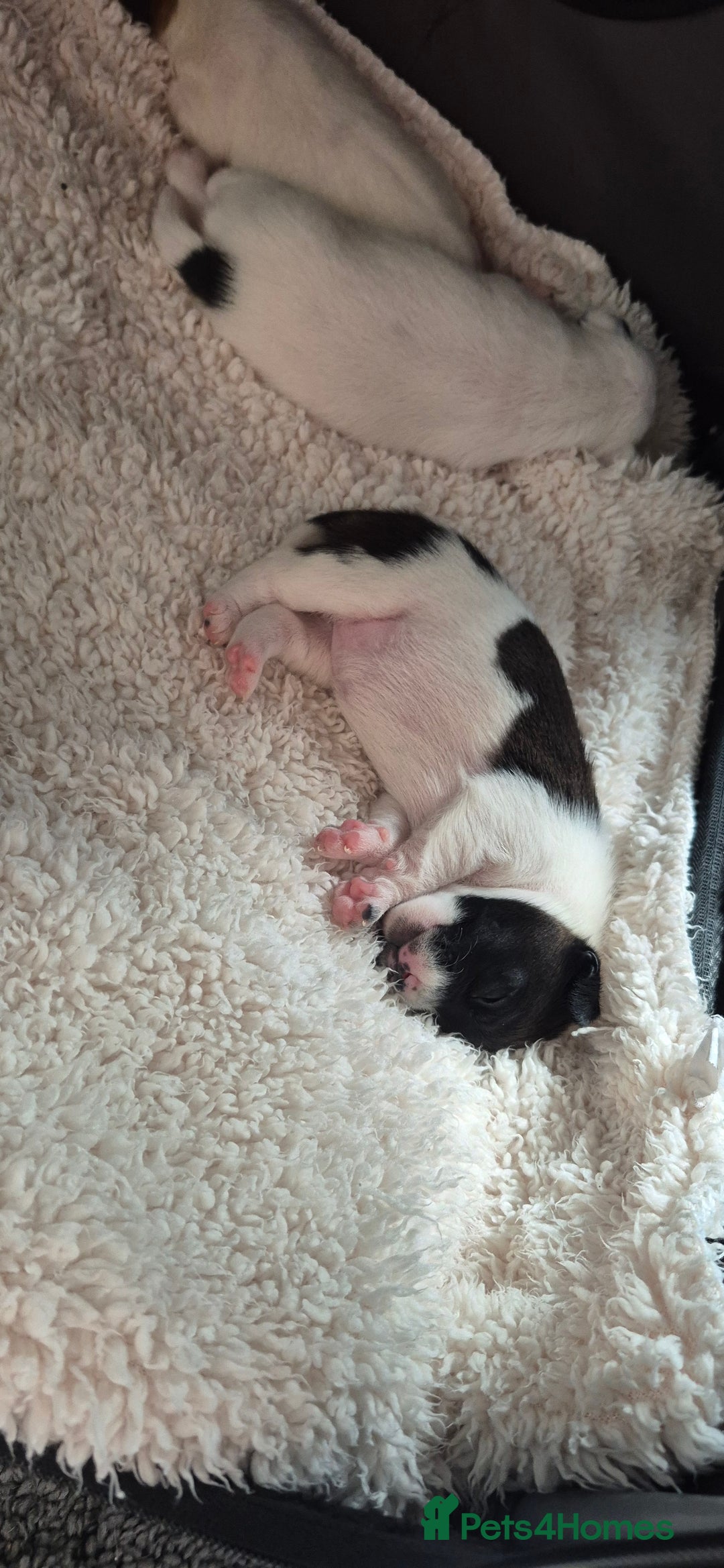 Jack Russell dogs for sale: Beautiful. Jack Russell puppies for sale - Image 3