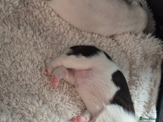 Jack Russell dogs - Advert 16