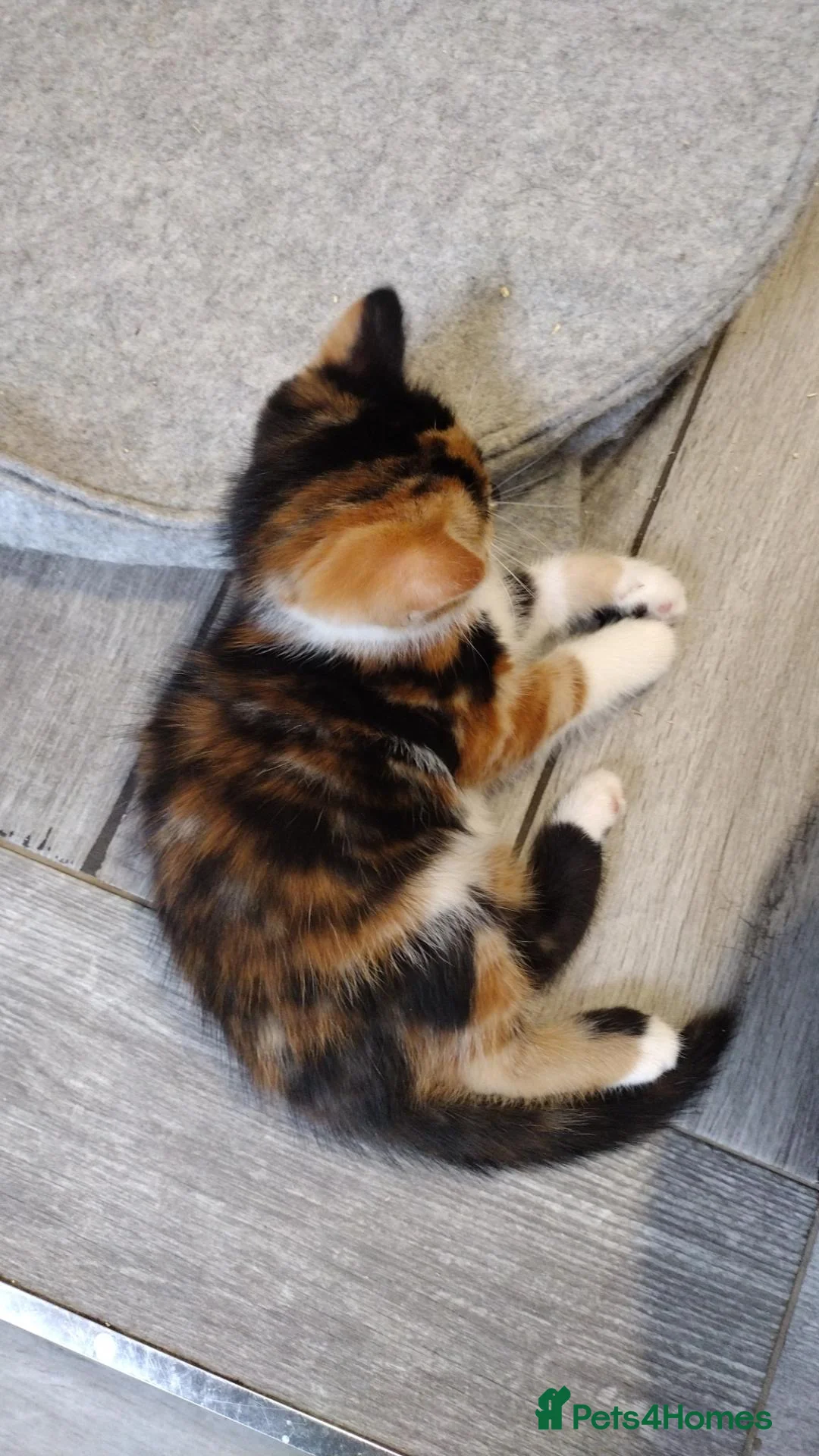 Mixed Breed cats for sale: 5 Beautiful Mix Breed Little Kittens For Sale in Hereford - Advert 37
