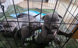 Staffordshire Bull Terrier dogs for sale: Beautiful Blue Staffs KC Registered - Image 13