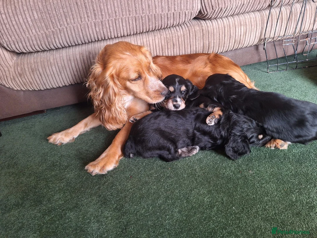 Cocker Spaniel dogs for sale: Cocker spaniel puppies for sale  - Advert 4