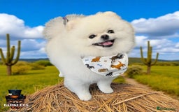 Pomeranian dogs for stud: Tiny Pomeranian (STUD)  - Image 3