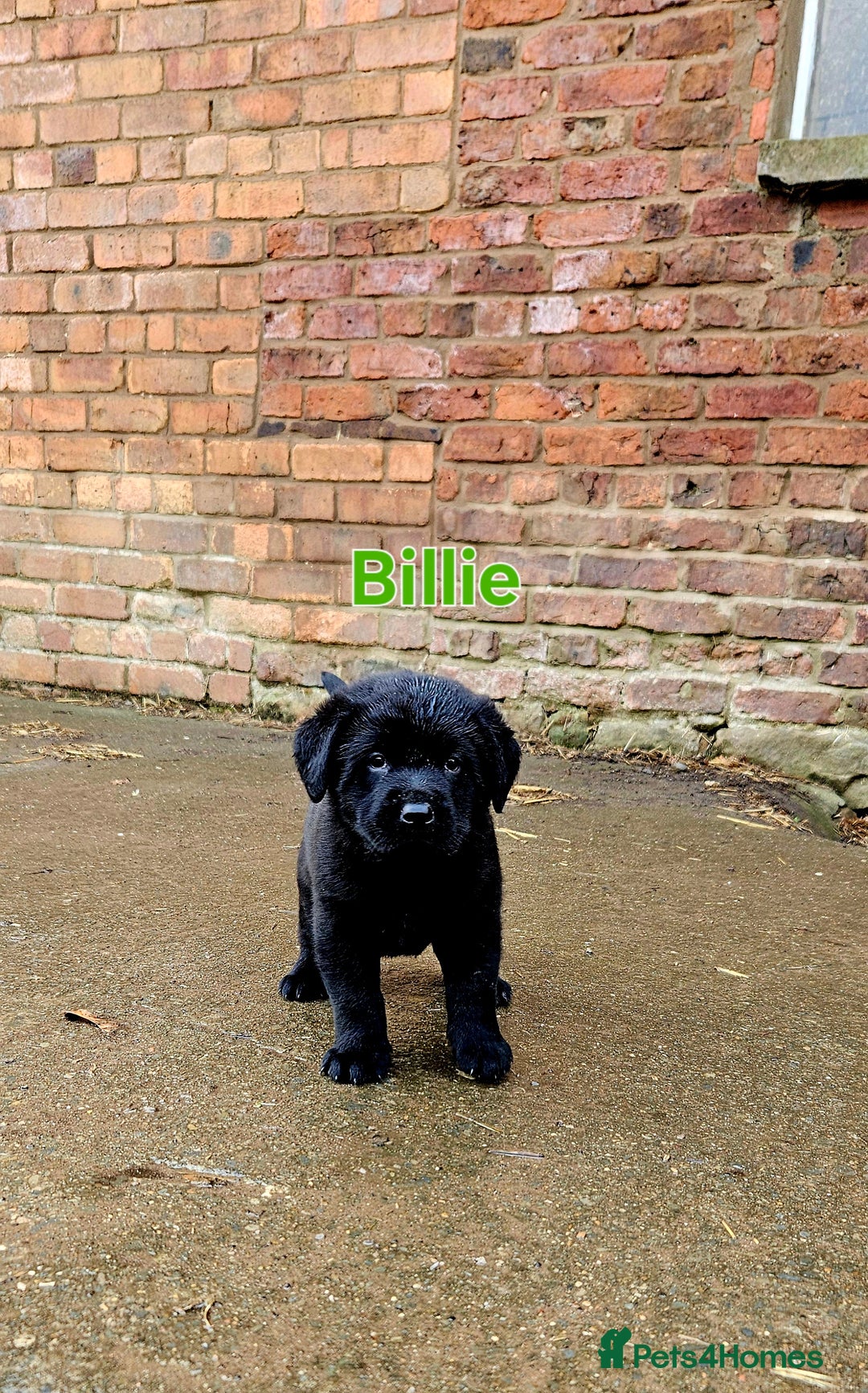 Mixed Breed dogs for sale: Labrador X Belgian Shepherd  - Image 8