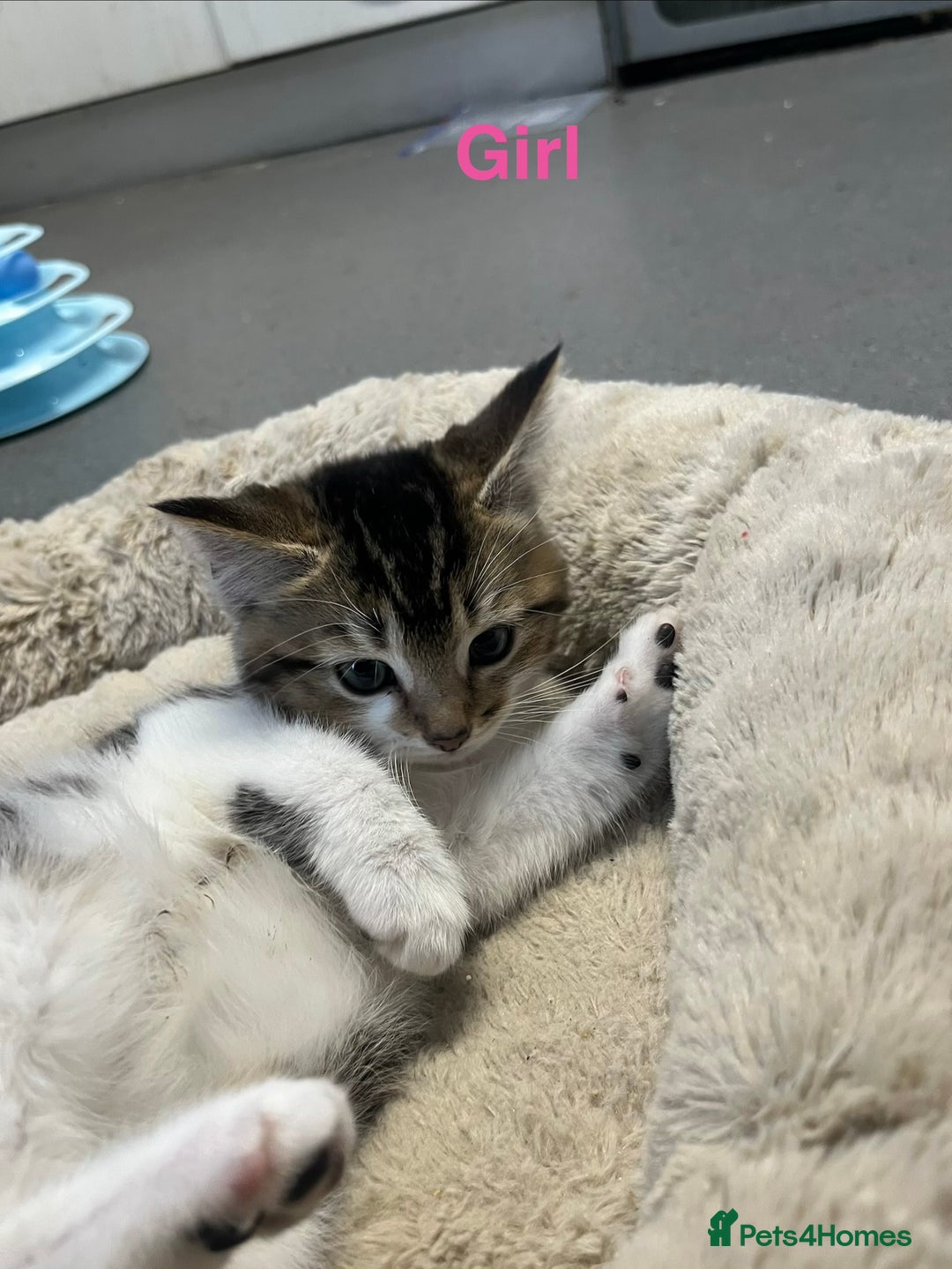 Mixed Breed cats for sale: 🐾 5 Stunning Boy & Girl Kittens  - Advert 4