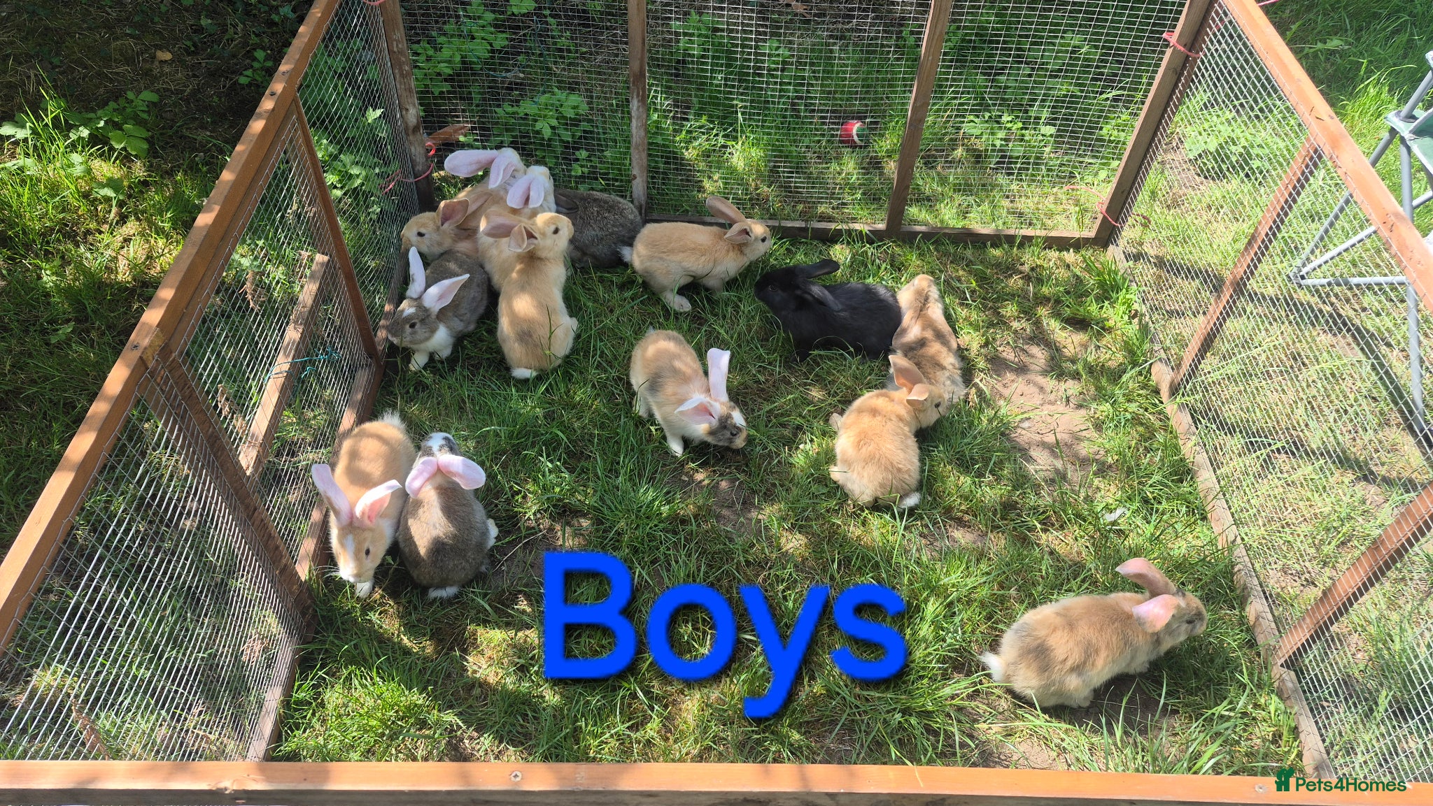 Continental Giant rabbits Pure Continental Giant Vaccinated  - Advert 2