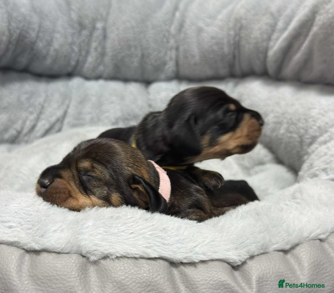 Miniature Dachshund dogs for sale: Wire haired puppies! Boys and girls - Advert 2
