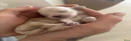 Miniature Dachshund dogs for sale: Clear Cream Platinum Miniature Dachshund  - Advert 1