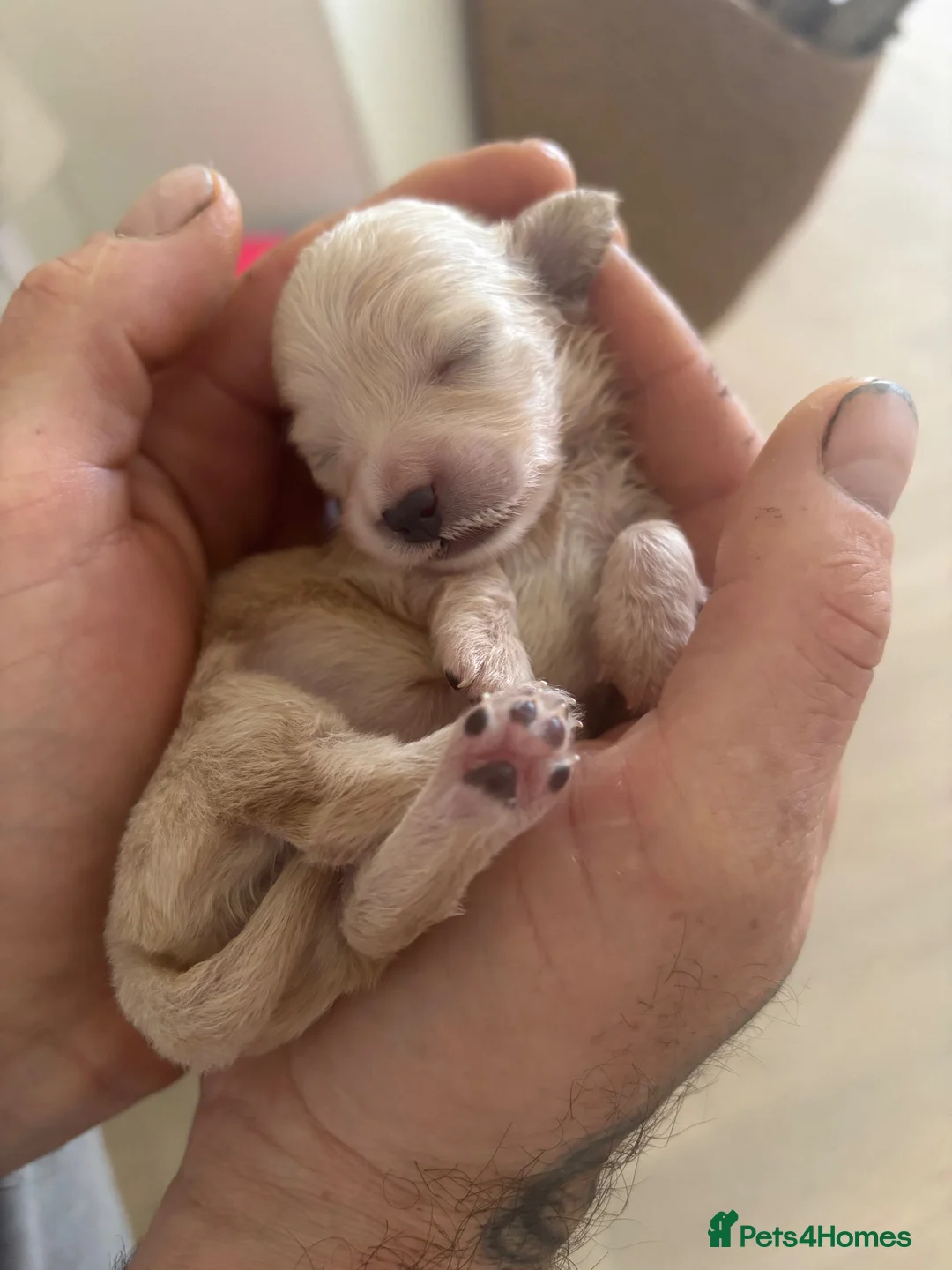Miniature Dachshund dogs for sale: Clear Cream Platinum Miniature Dachshund  - Advert 1