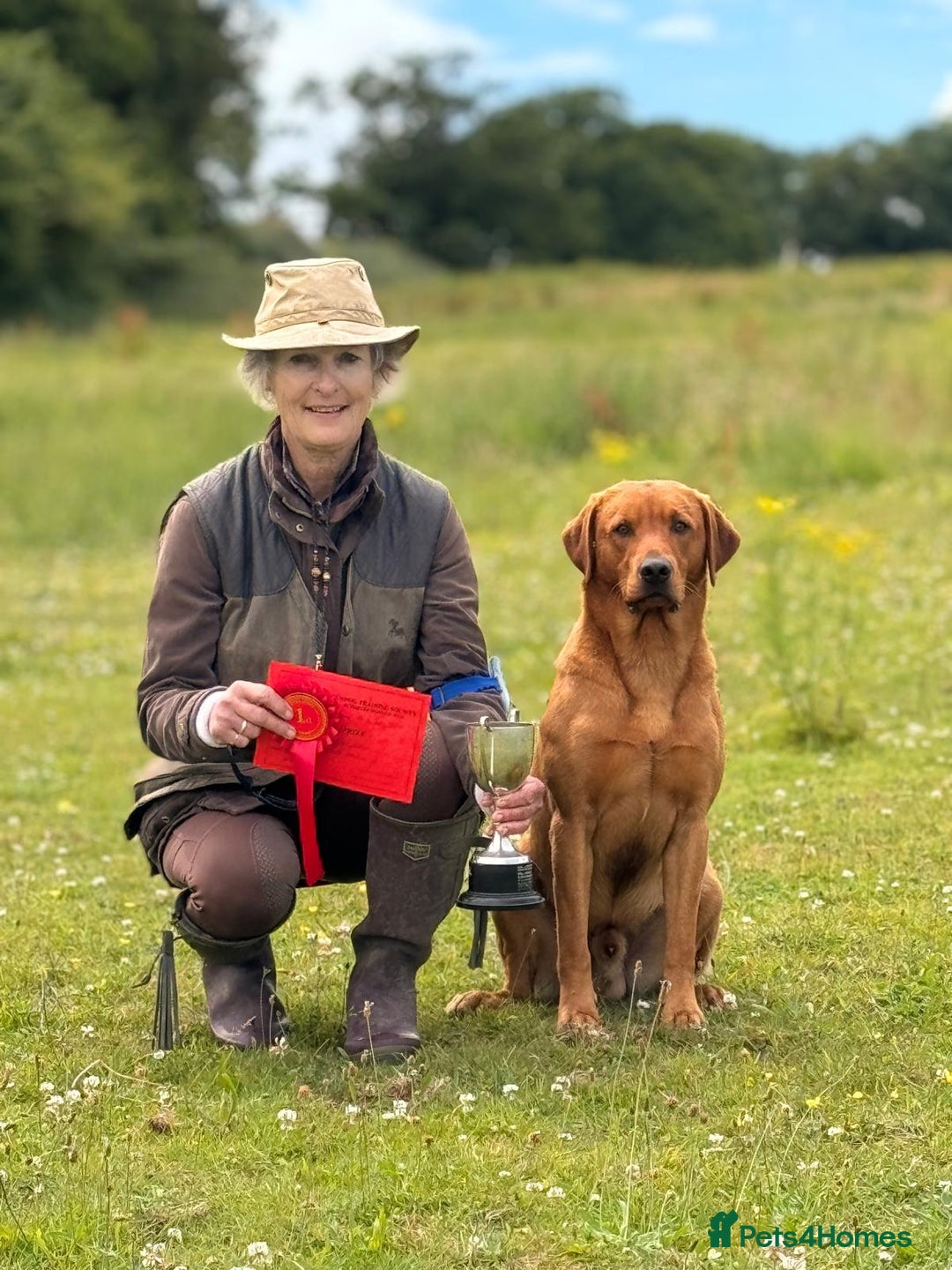 Labrador Retriever dogs for stud: At stud dark yellow /red Labrador  in St Albans - Advert 4