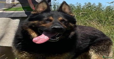 German Shepherd dogs in Norwich - Advert 5