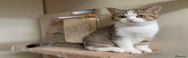 British Shorthair 1