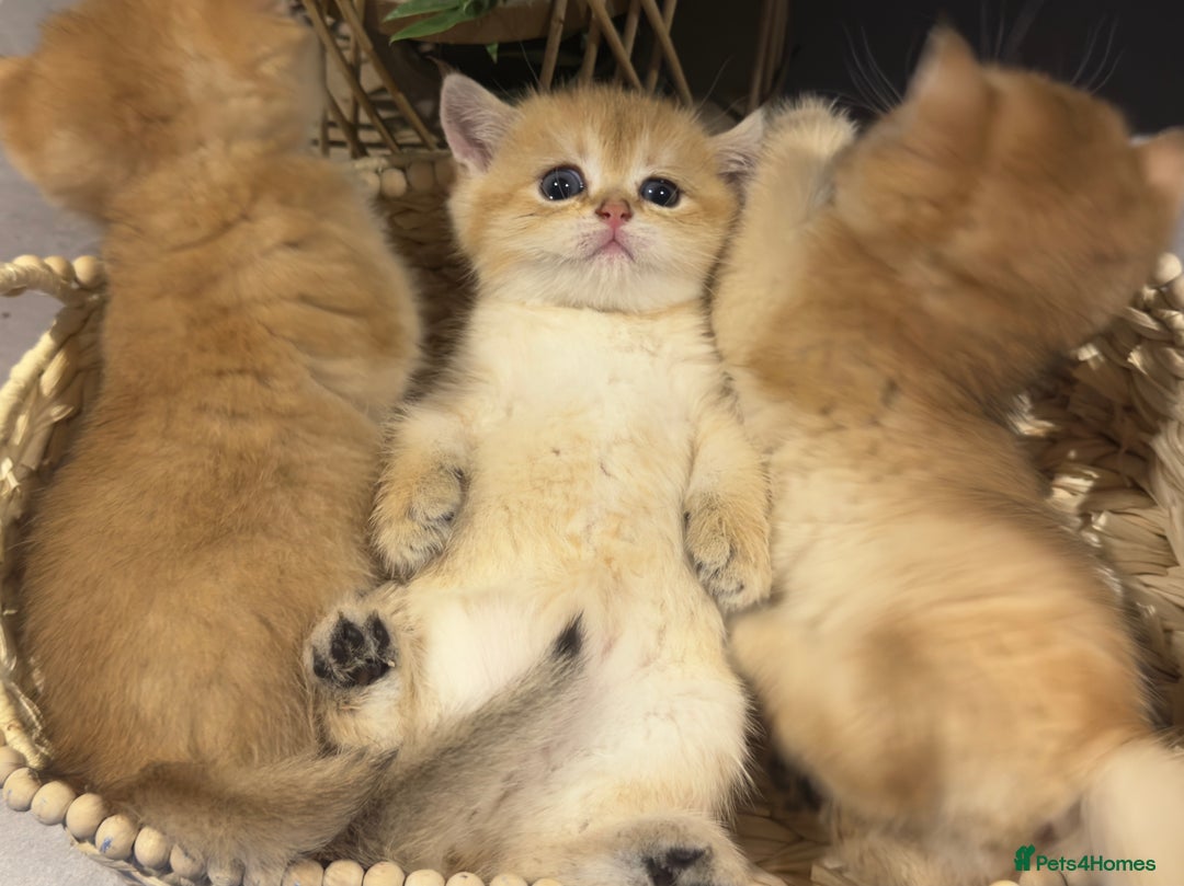 British Shorthair cats for sale: Top Quality golden BSH babies  - Image 3