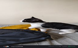 Mixed Breed cats for sale: Kitten for sale - Image 3