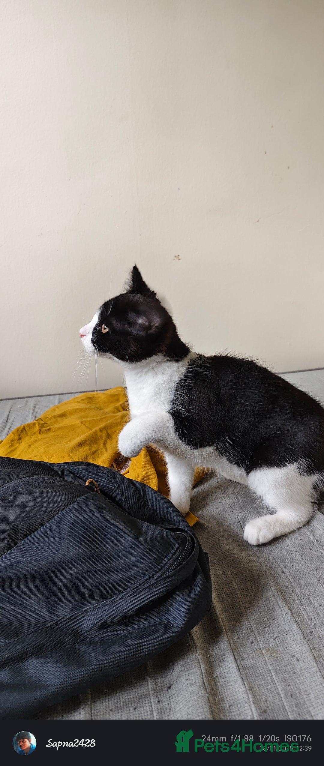 Mixed Breed cats for sale: Kitten for sale - Image 3