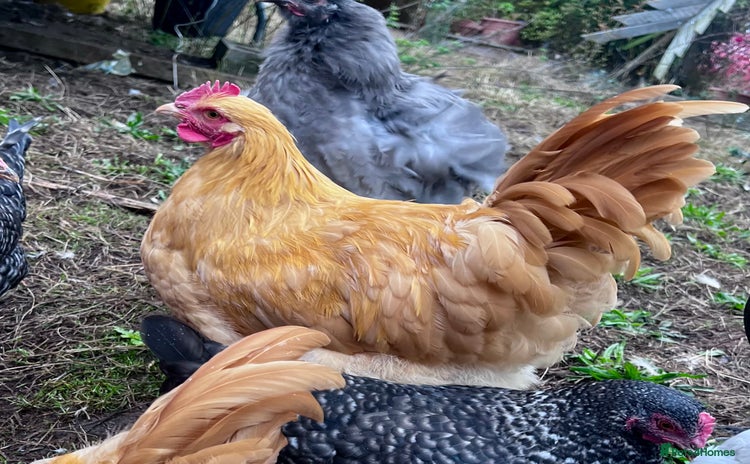 Chickens poultry - Advert 17