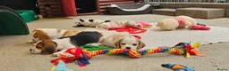 Beagle dogs for sale: Stunning KC Registered Beagle Pups- Ready 24.08.26 in Thirsk - Advert 25