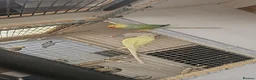 Mixed Breed birds for sale: Alexandraine  - Advert 8