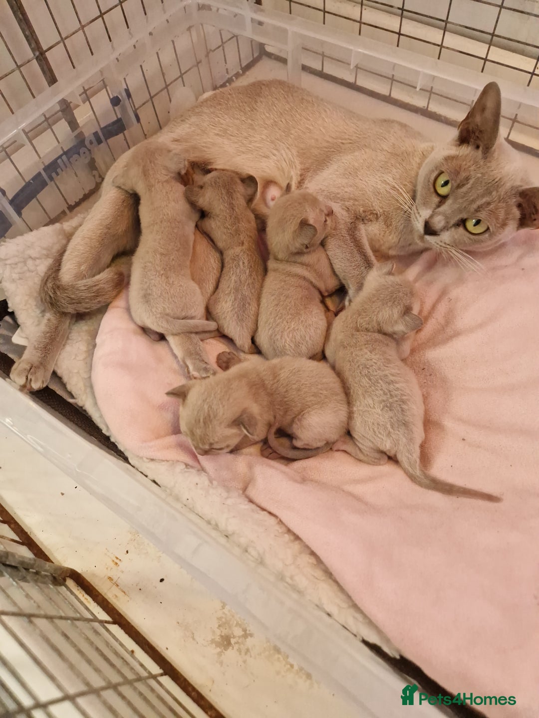 Burmese cats for sale: Burmese Kittens – Two Chocolate  - Image 1