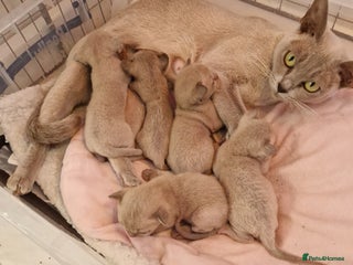 Burmese cats - Advert 3