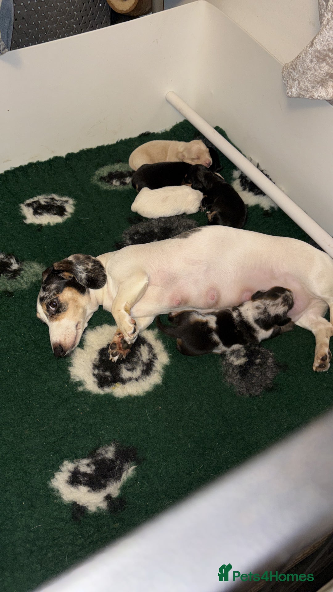 Miniature Dachshund dogs for sale: Miniature dachshunds - Advert 6