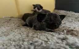 Devon Rex cats for sale: *SOLD*I am taking reservations for my next litter - Image 9
