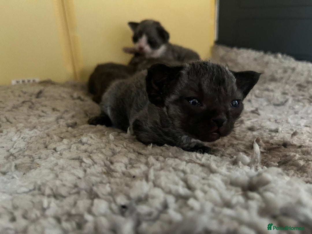 Devon Rex cats for sale: *SOLD*I am taking reservations for my next litter - Image 9