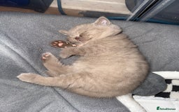 British Shorthair cats for sale: Champion Line British Shorthair Kittens - Image 10