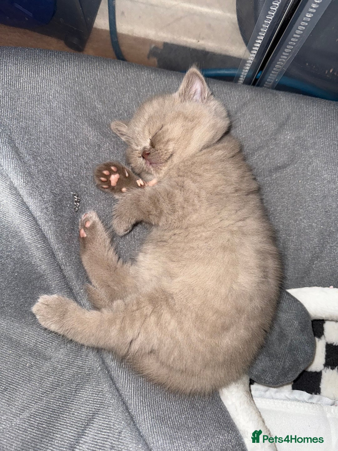 British Shorthair cats for sale: Champion Line British Shorthair Kittens - Image 10