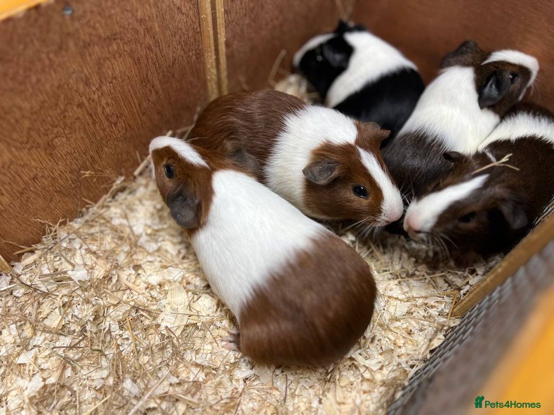 Guinea Pig rodents for sale: Bonded boars/boys - Image 8