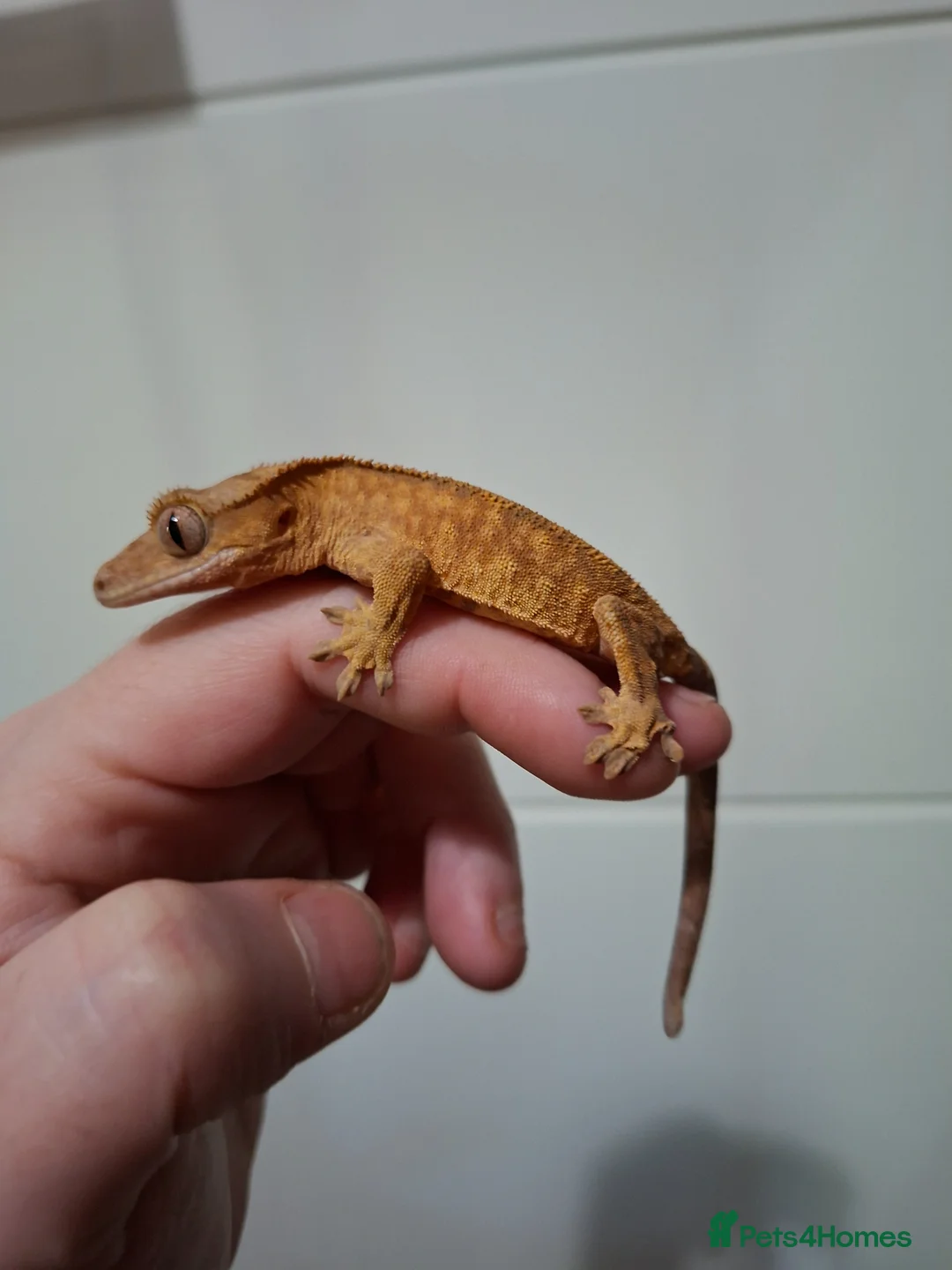 Gecko reptiles for sale: 3 crested geckos for sale  - Advert 1