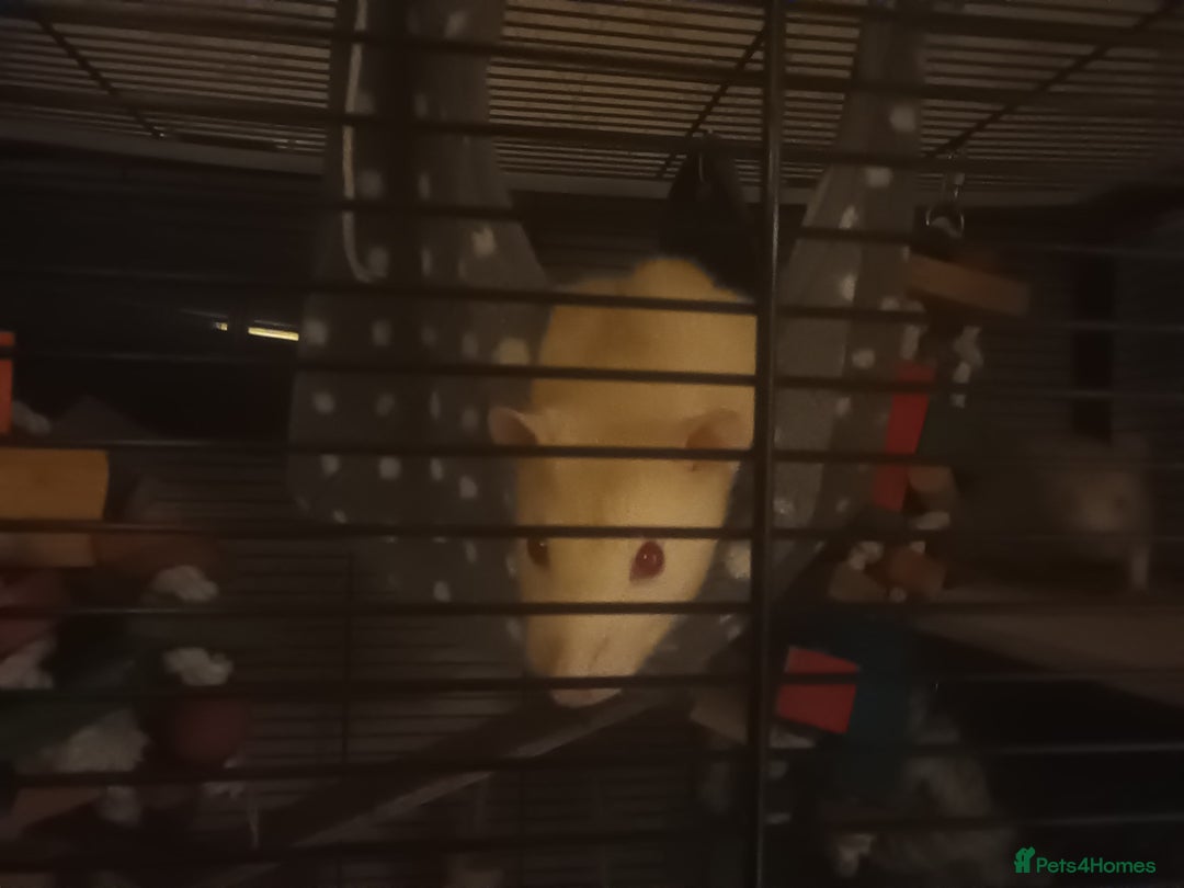 Rat rodents for sale: Three male rats looking for loving new home - Image 1