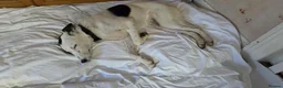 Mixed Breed dogs for sale: Bella is a Smart, Energetic Companion - Advert 5
