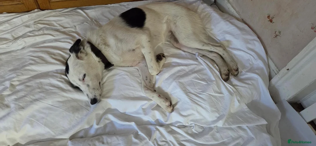 Mixed Breed dogs for sale: Bella is a Smart, Energetic Companion - Advert 5