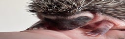 Pygmy Hedgehog rodents for sale: Girls Boys Ethically Bred African Pygmy Hedgehogs - Advert 12