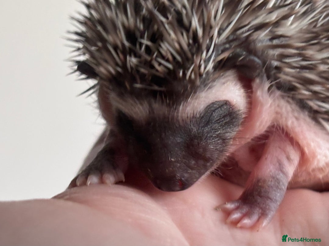 Pygmy Hedgehog rodents for sale: Girls Boys Ethically Bred African Pygmy Hedgehogs - Advert 12