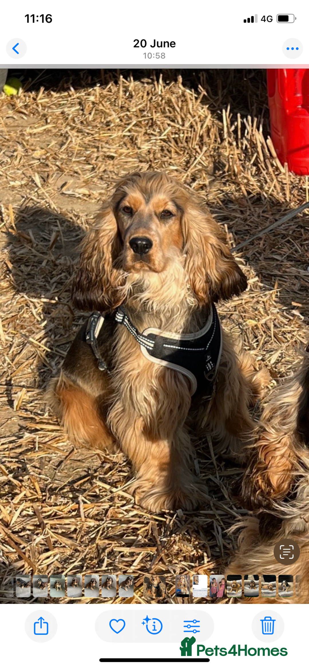 Cocker Spaniel dogs for sale: Show cocker spaniel in Bradford - Image 3